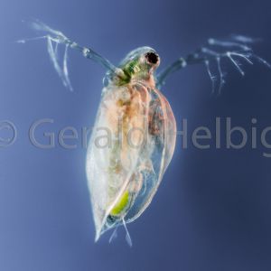 gal daphnia