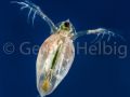 gal daphnia