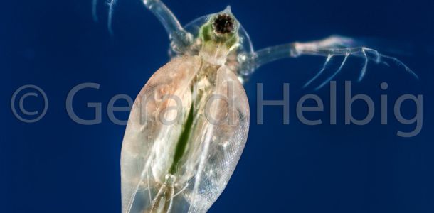 gal daphnia