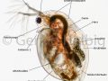 gal daphnia