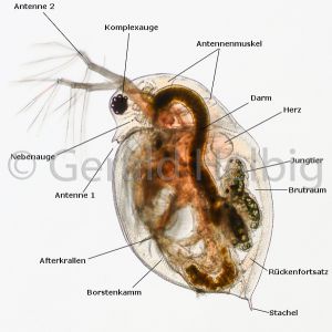 gal daphnia