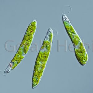 gal euglena gracilis