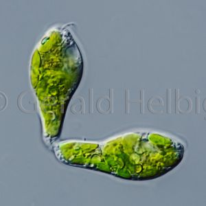 gal euglena gracilis