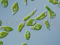 gal euglena gracilis