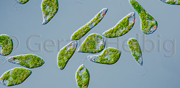 gal euglena gracilis