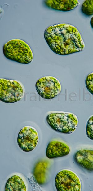 gal euglena gracilis