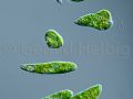 gal euglena gracilis