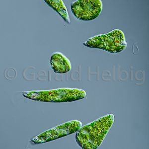 gal euglena gracilis