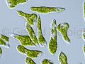 gal euglena gracilis