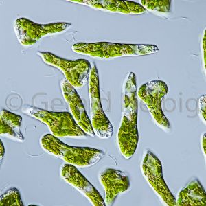 gal euglena gracilis