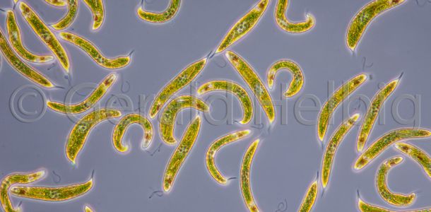 euglena spirogyra