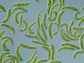 euglena spirogyra