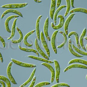 euglena spirogyra