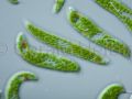 euglena spirogyra