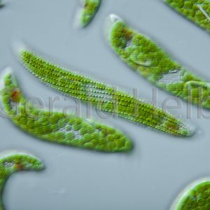 euglena spirogyra