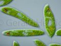 euglena spirogyra