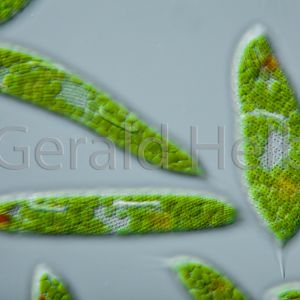 euglena spirogyra