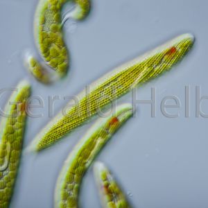 euglena spirogyra