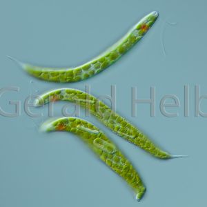 euglena spirogyra