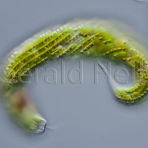 euglena spirogyra