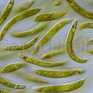 euglena spirogyra