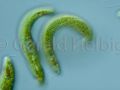 euglena spirogyra