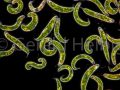 euglena spirogyra