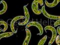 euglena spirogyra