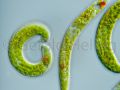 euglena spirogyra