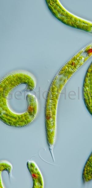 euglena spirogyra