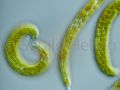 euglena spirogyra