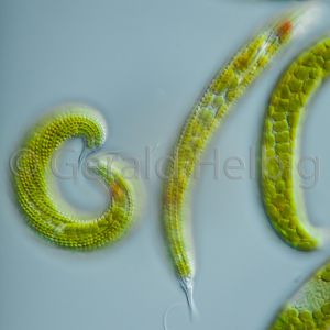 euglena spirogyra