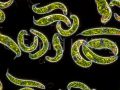 euglena spirogyra