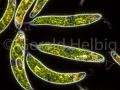 euglena spirogyra