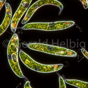 euglena spirogyra