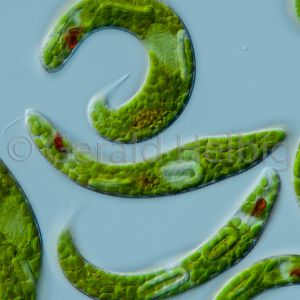 euglena spirogyra