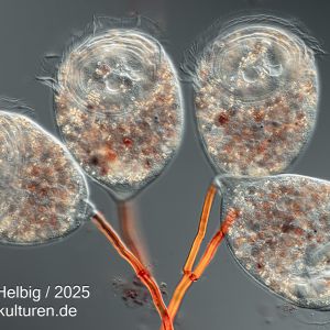 kongorot glockentierchen