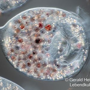 kongorot glockentierchen