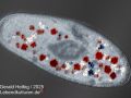 kongorot paramecium caudatum