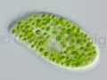 gal paramecium bursaria