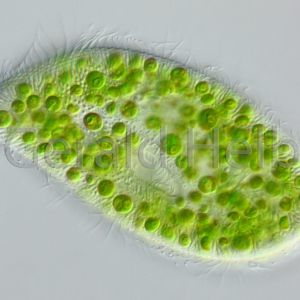 gal paramecium bursaria