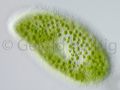 gal paramecium bursaria