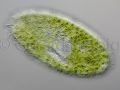 gal paramecium bursaria