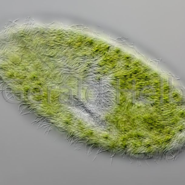 gal paramecium bursaria