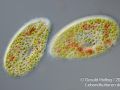 kongorot paramecium bursaria