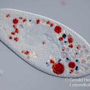 kongorot paramecium caudatum