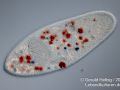 kongorot paramecium caudatum
