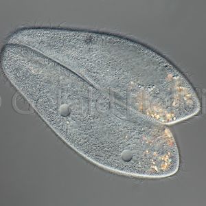 paramecium caudatum