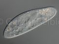 paramecium caudatum