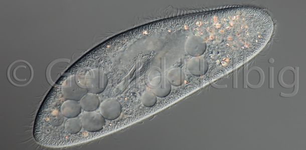 paramecium caudatum